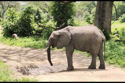 Unsere Safari-Reise in Tansania